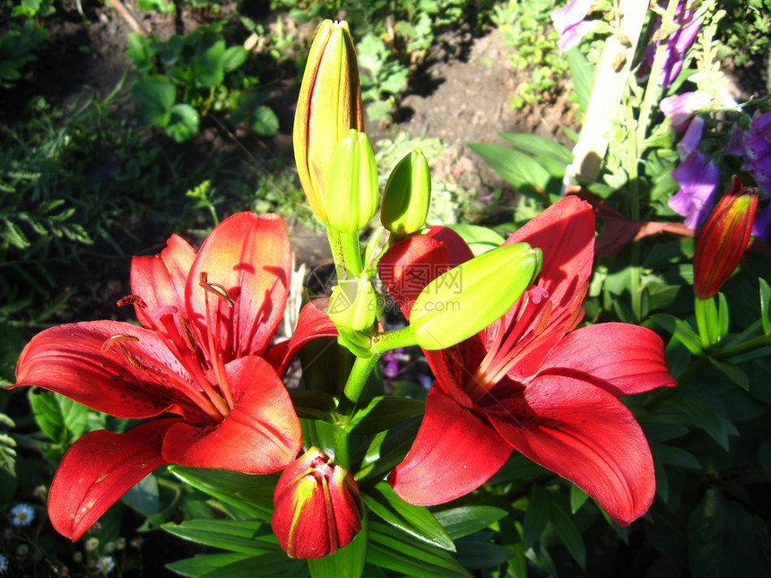 美丽的红冠百合花树叶阳光疗法芳香花坛草药花瓣生活草本植物生物学图片