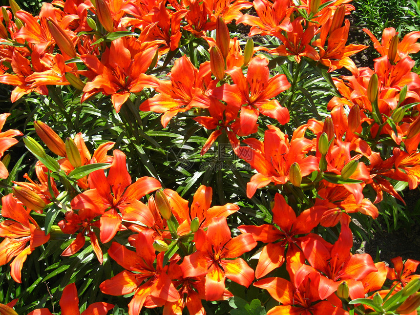 美丽的红冠百合花太阳草药花朵土地生活卡片植物学树叶芳香环境图片