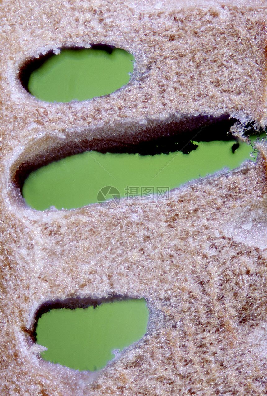 真菌缩影图细胞显微术照片脊柱菌类显微植物模具宏观寄生虫图片