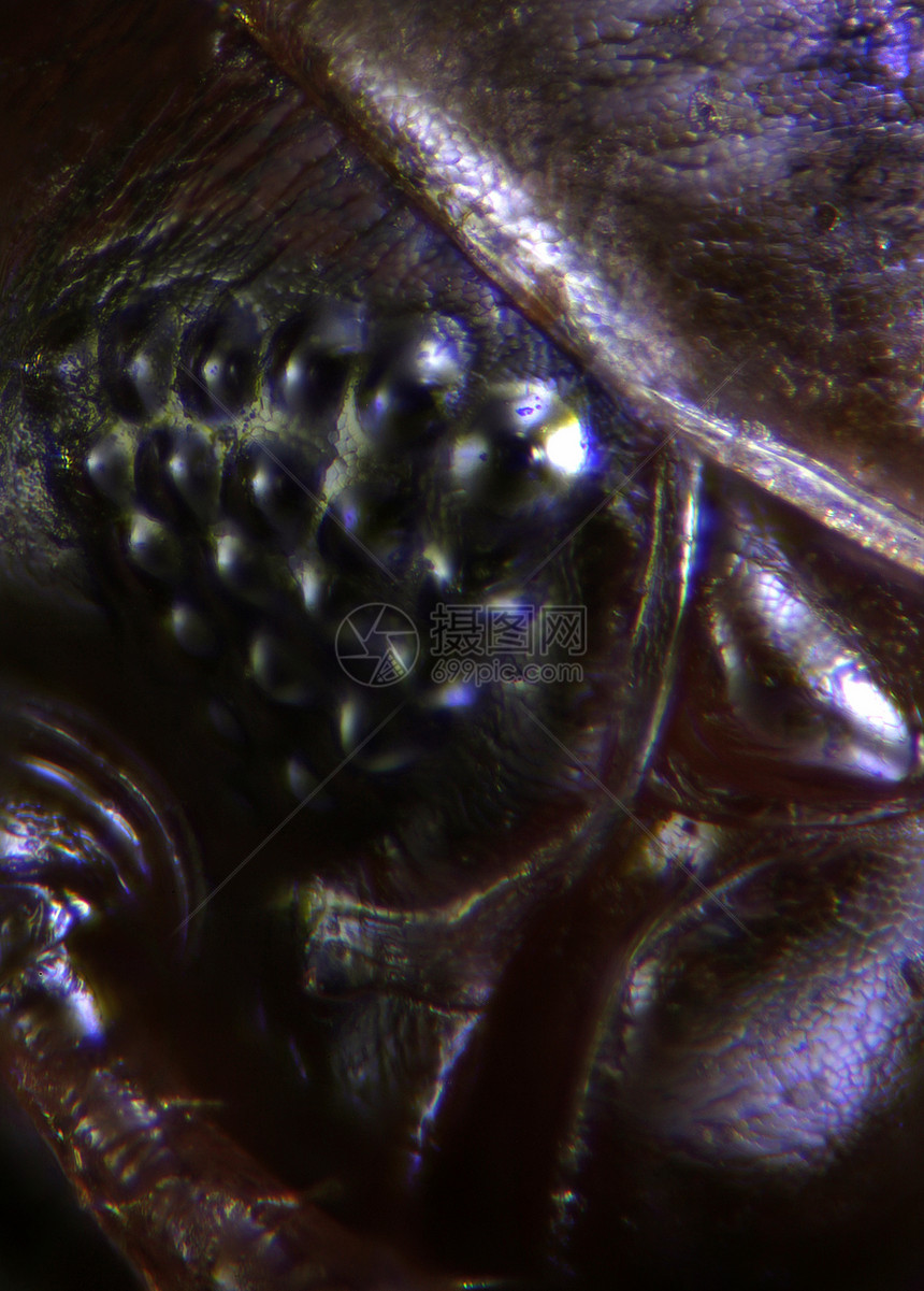 昆虫摄影图甲虫仪器蜘蛛显微镜动物宏观虫子显微跳蚤照片图片