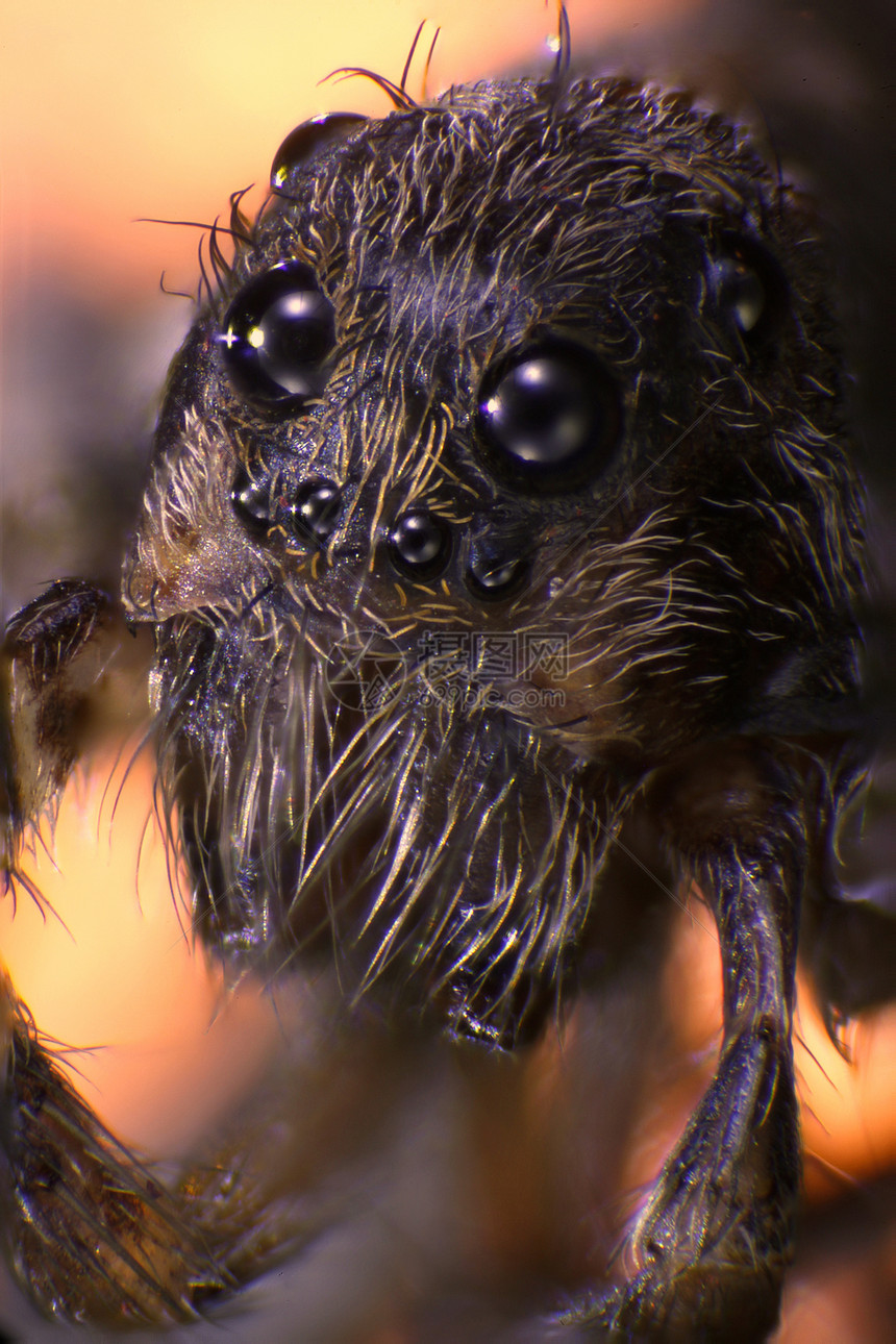 昆虫摄影图虫子照片跳蚤显微动物科学显微镜蜘蛛宏观甲虫图片
