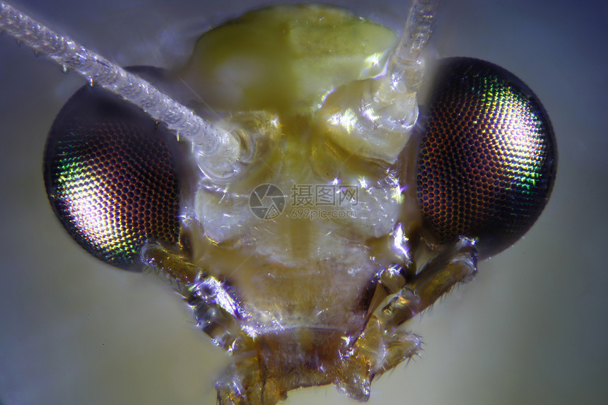 摘取昆虫的显微图甲虫宏观照片显微镜苍蝇摄影动物漏洞野生动物图片