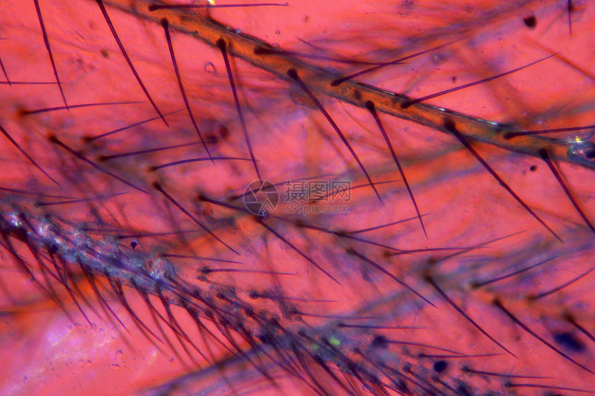 摘取昆虫的显微图照片漏洞苍蝇宏观野生动物显微镜动物摄影甲虫图片