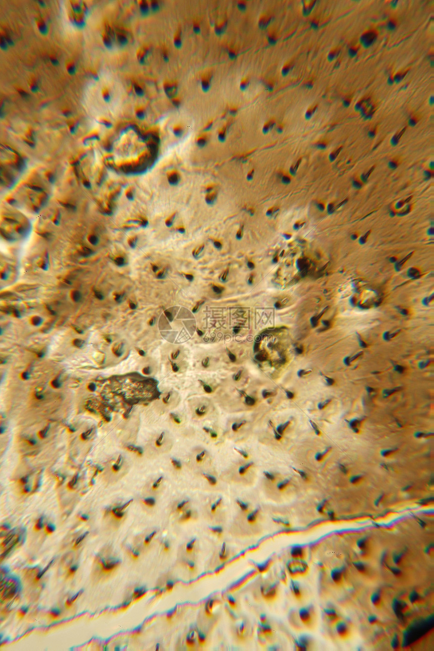 翼400X的显微镜纹理剪辑摄影宏观图片