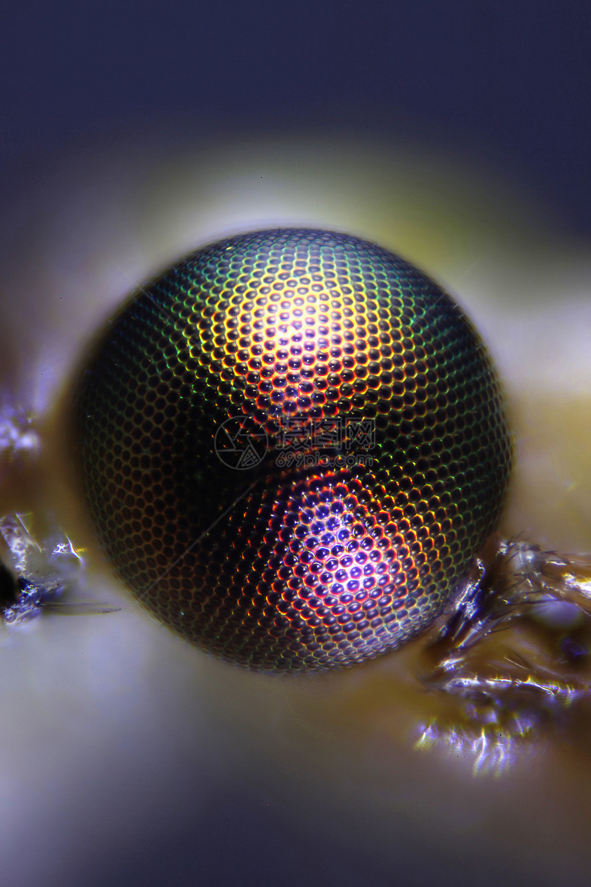 摘取昆虫的显微图虫子宏观摄影野生动物显微镜照片动物甲虫苍蝇图片