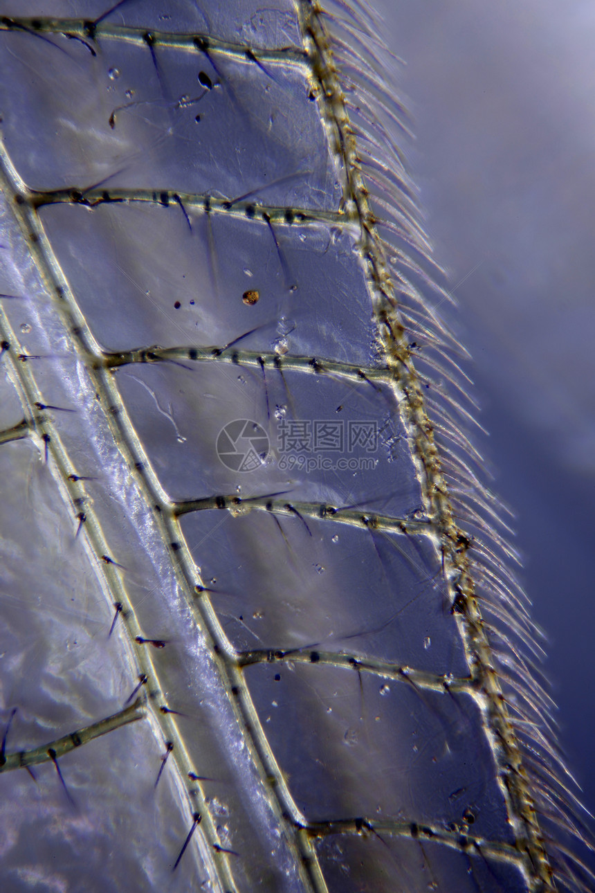 摘取昆虫的显微图苍蝇漏洞野生动物摄影宏观照片甲虫动物显微镜图片