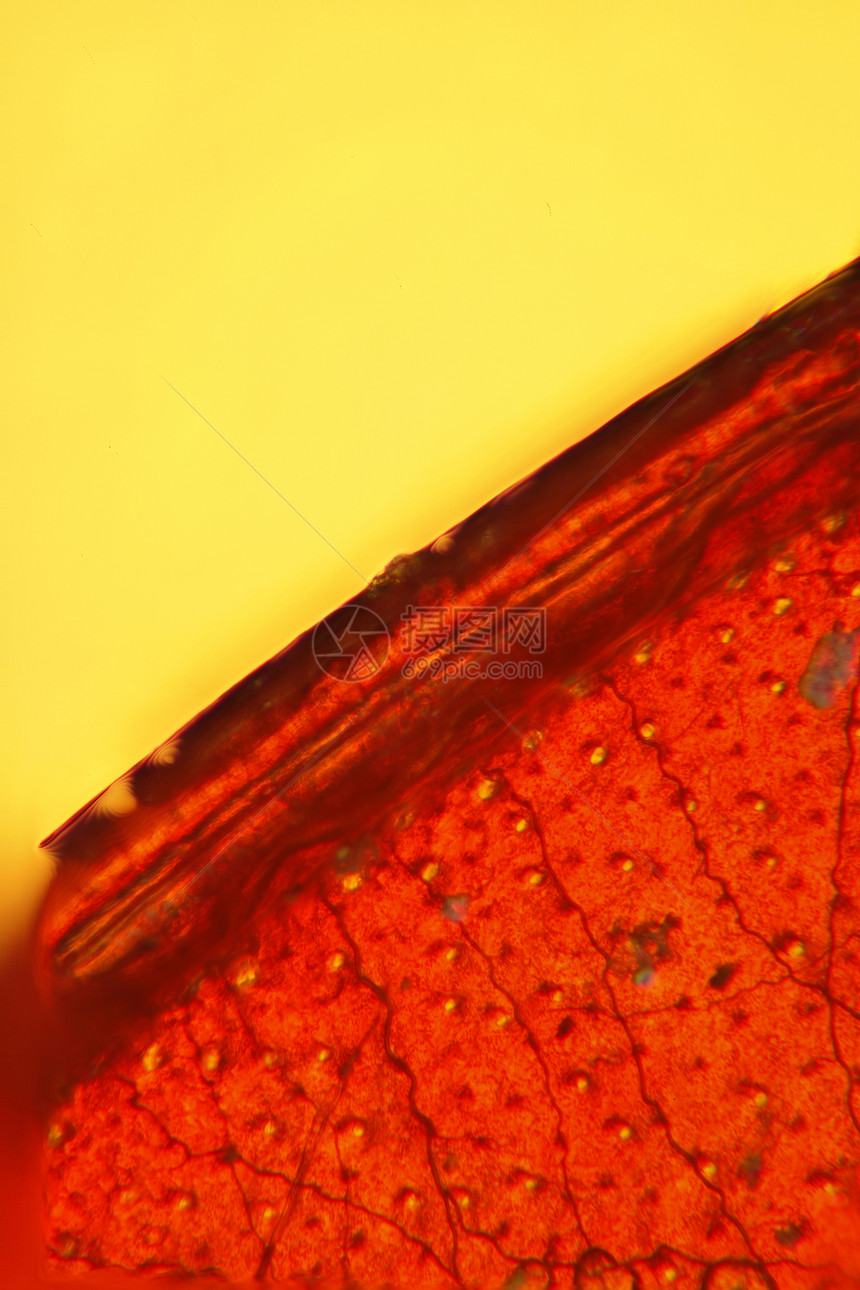 虫显微镜纹理剪辑摄影宏观图片