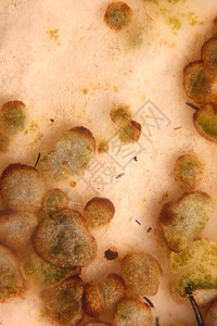 真菌样孔的显微图背景图片