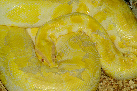 黄蛇眼睛蜥蜴背景图片