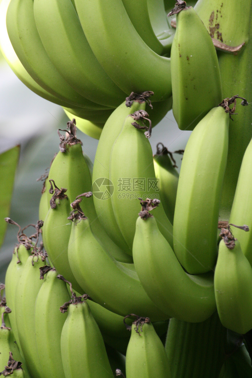 香蕉种植园生长绿色水果种植园植物图片