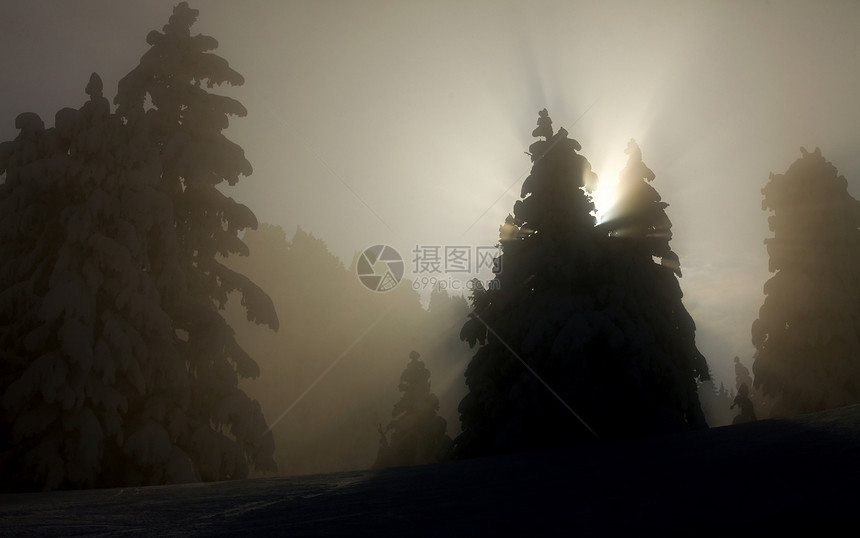 冬季树树木松树分支机构过滤日落森林光束环境薄雾阳光图片