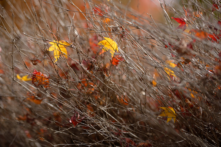 秋秋叶红色黄色季节叶子水平干枝树叶植物橙子落叶图片
