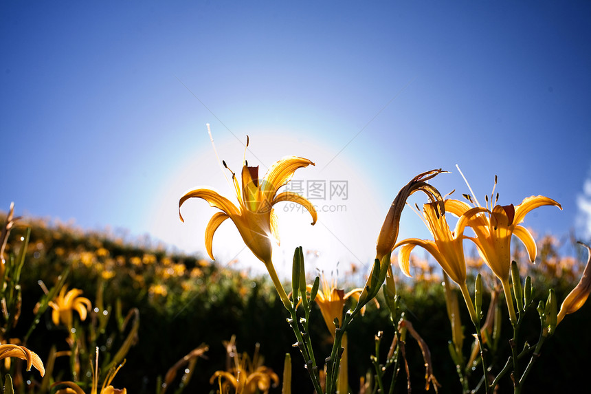山日月草原农业天堂母亲花瓣孤独丘陵牧歌地平线百合图片