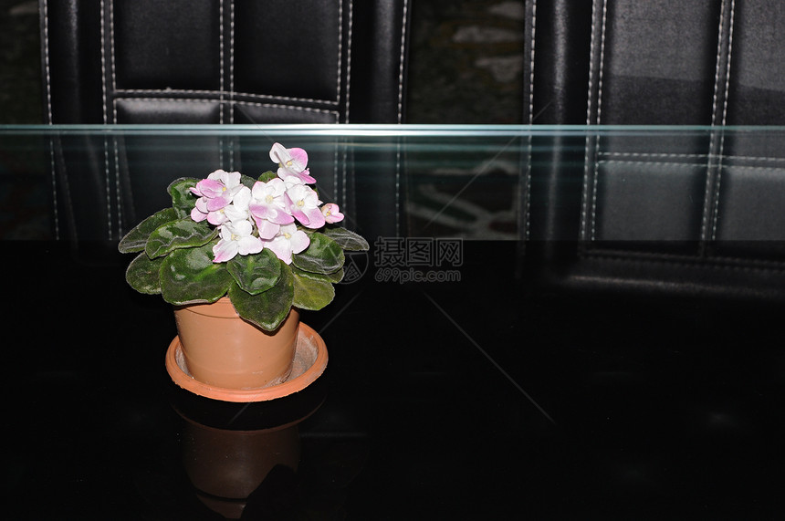 玻璃桌上花盆中多彩的潘西图片