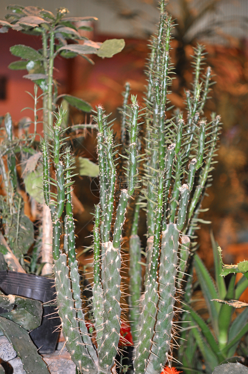 仙地植物学宏观绿色脊柱植物群园艺异国沙漠情调药品图片