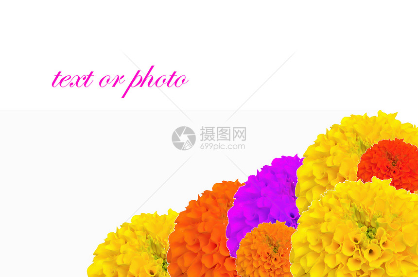 泰国的花朵Name叶子橙子金子季节框架植物群花束墙纸幸福植物图片