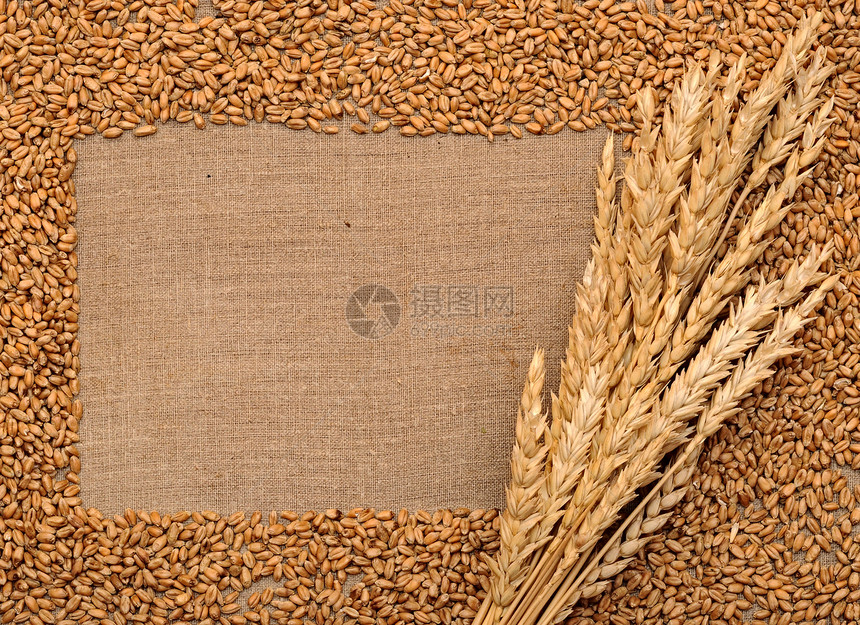 以小麦之耳为聋子图片