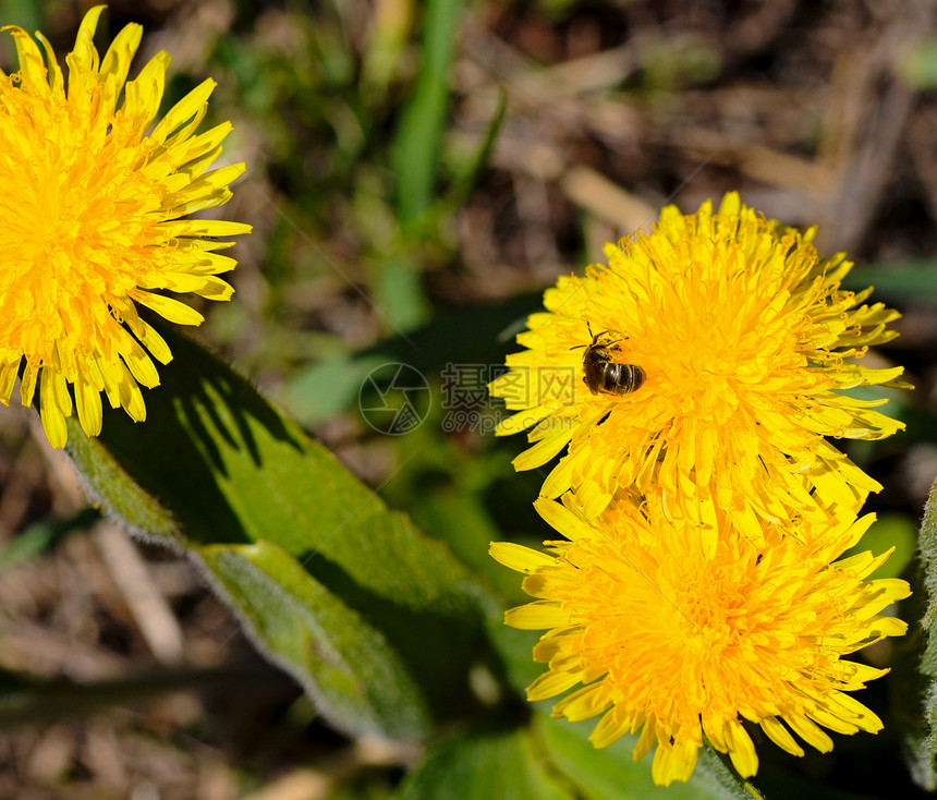 蜜蜂在花朵上野生动物飞行翅膀花园工人蜂蜜蜂巢植物学生活昆虫图片