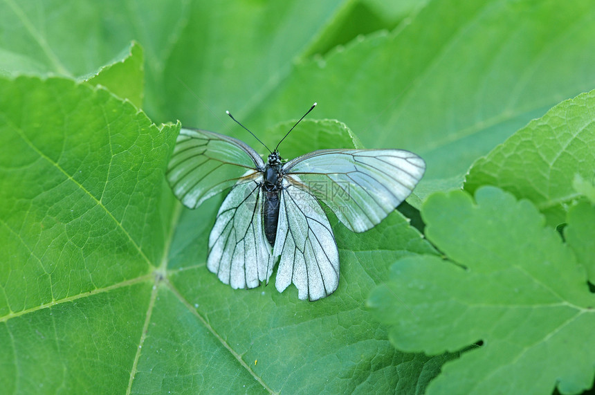叶子上美丽的蝴蝶昆虫天空记忆素植物白色脆弱性宏观荒野水平翅膀图片