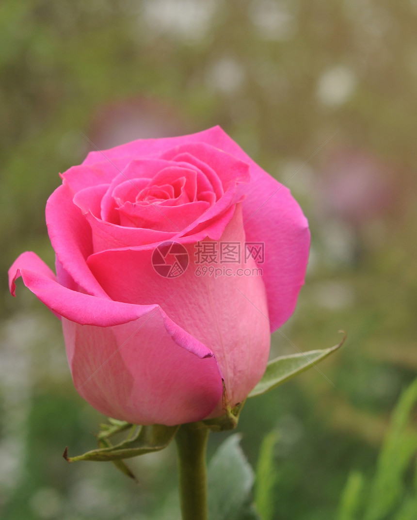 粉花玫瑰花生长粉色植物学环境花粉辉光花瓣植物花园健康图片