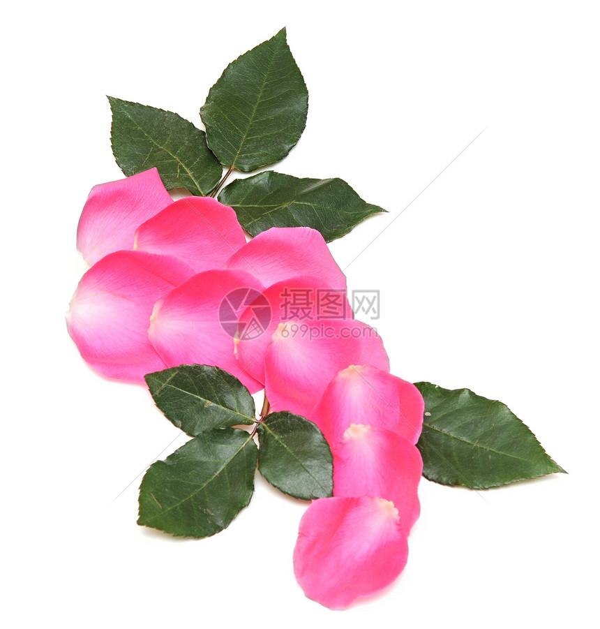 粉红玫瑰金属粉色白色压痛花瓣美丽花店图片