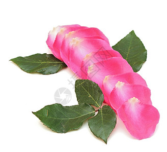 白色背景上的粉红玫瑰花瓣尺寸美丽水平地粉色热情脆弱性卡片玫瑰怀旧生日背景图片