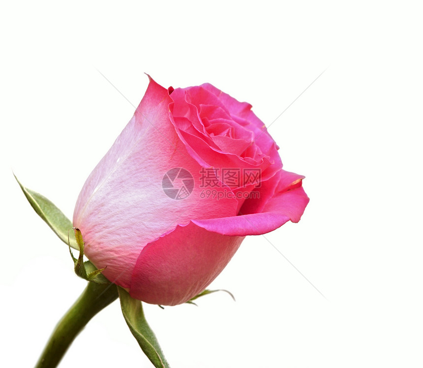 美丽的粉红色玫瑰 白色背景与白色隔绝图片
