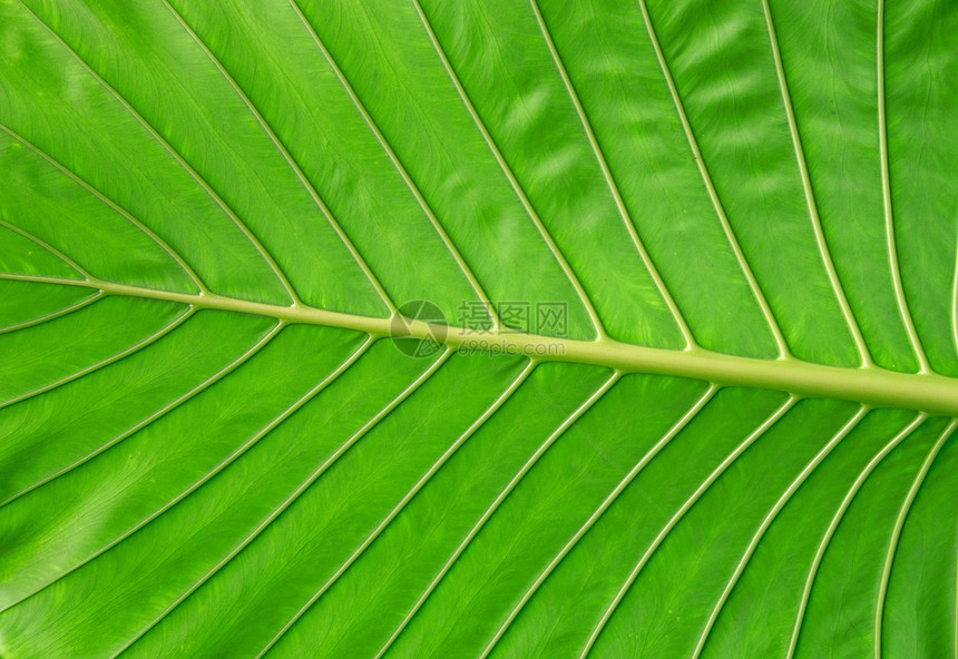 绿叶进步活力植物黄色材料植物学绿色生长植物群叶子图片