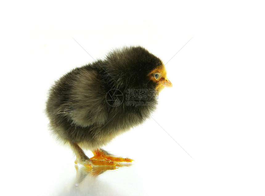 鸡婴儿家禽生物家畜生长白色生活柔软度羽毛孵化图片