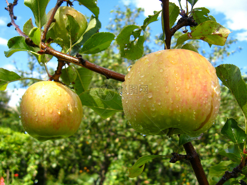 美味而成熟的苹果香气水果食物果汁市场生长甜点饮食香味矿物图片