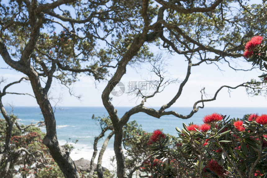 海观海景海岸机构卡瓦蓝色红色海洋沿海花朵地平线外表图片