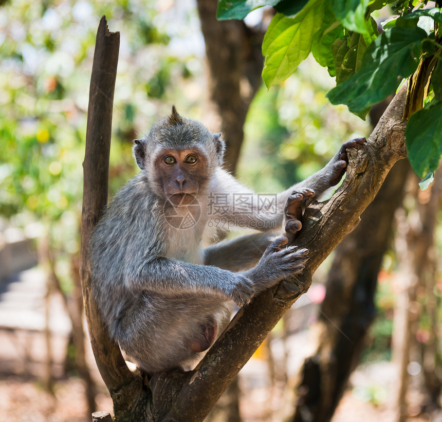 木上坐着巧巧的猴子图片