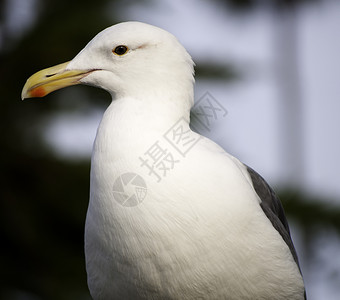 海鸥纵向海滩鸟类白色羽毛灰色眼睛背景图片