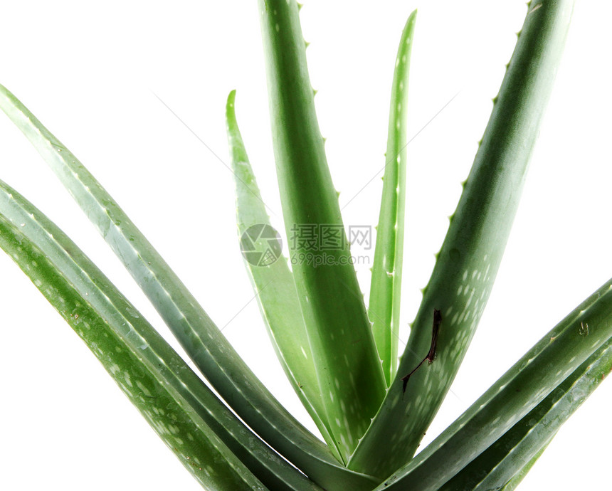 白上隔离的 Aloe vera 植物果汁生长叶子药品愈合化妆品治愈皮肤植物学宏观图片