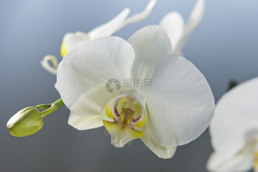 白兰花植物群花瓣植物学情调异国植物白色温泉热带叶子图片