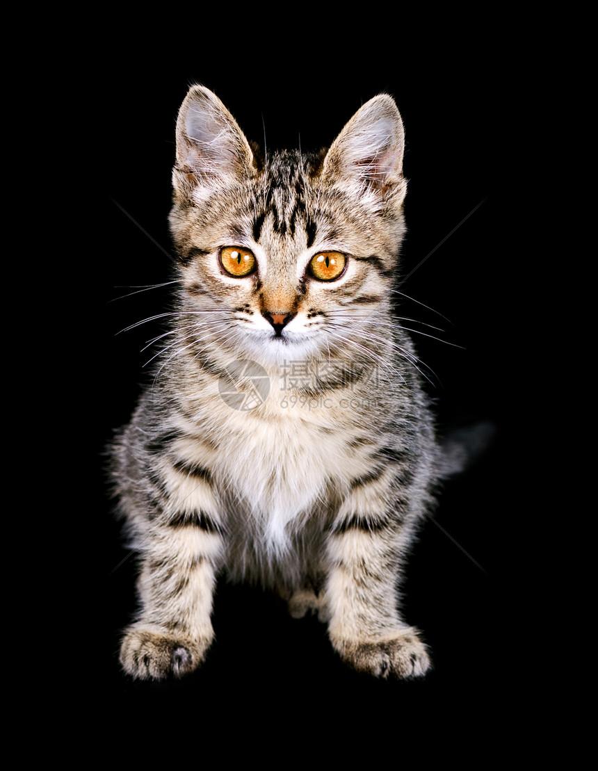 猫咪肖像小猫乐趣胡须爪子毛皮宠物婴儿动物猫科图片