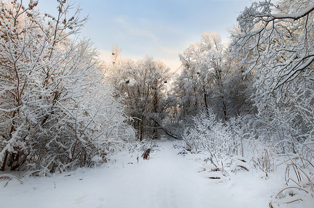 冬季时间雪园灌木树木分支机构天空蓝调背景图片