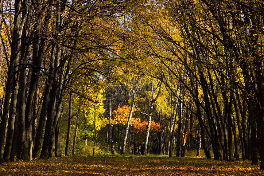 秋季场景阴影季节植物金子木头太阳公园车道叶子图片