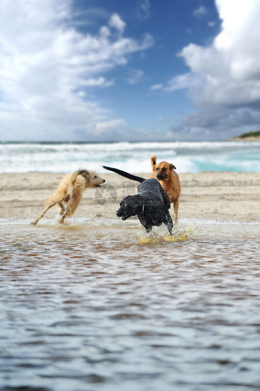 三只狗在水中快乐地玩图片