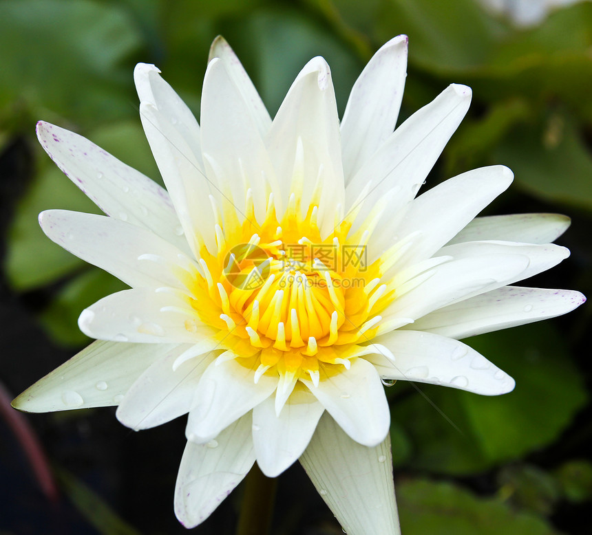 白莲花百合黄色软垫活力叶子蓝色水分植物群美丽植物图片