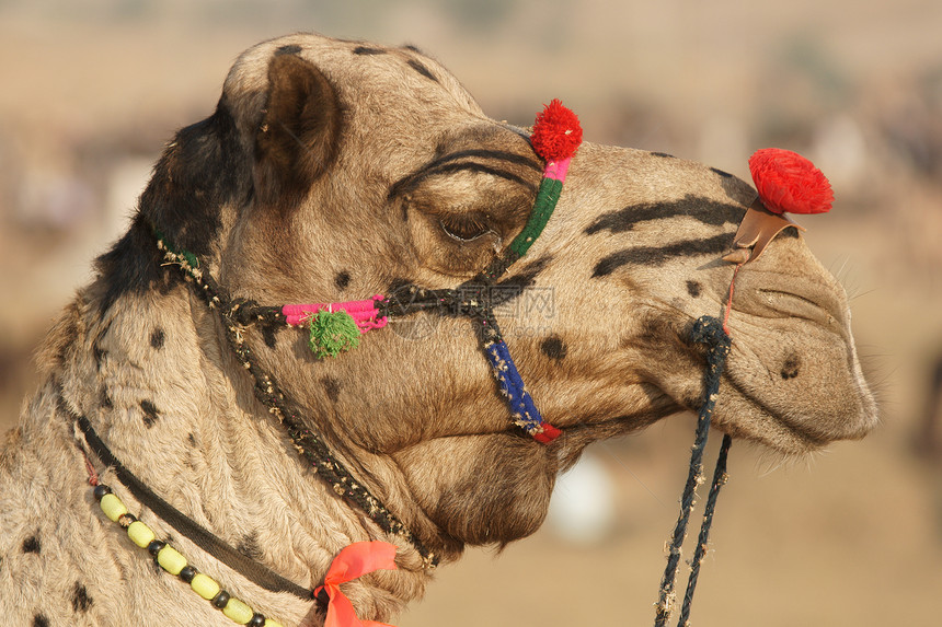 装饰骆驼的肖像节日哺乳动物旅行图片