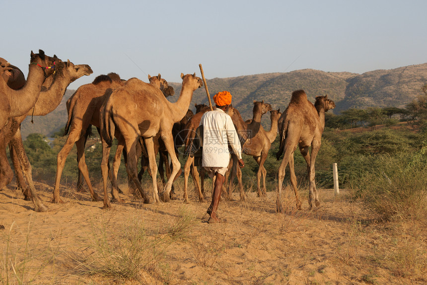 印度骆驼牧民头巾干旱旅行橙子团体家畜农场哺乳动物男人男性图片