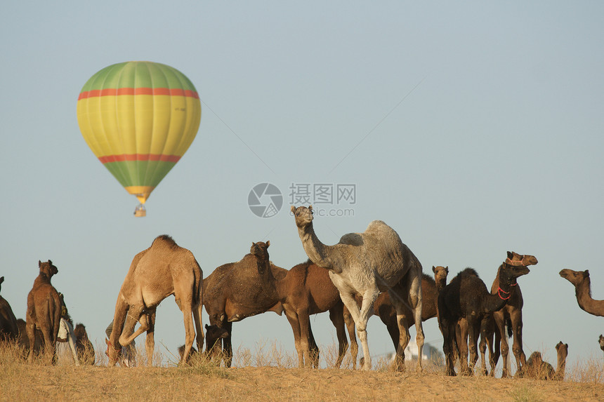 气球和骆驼图片