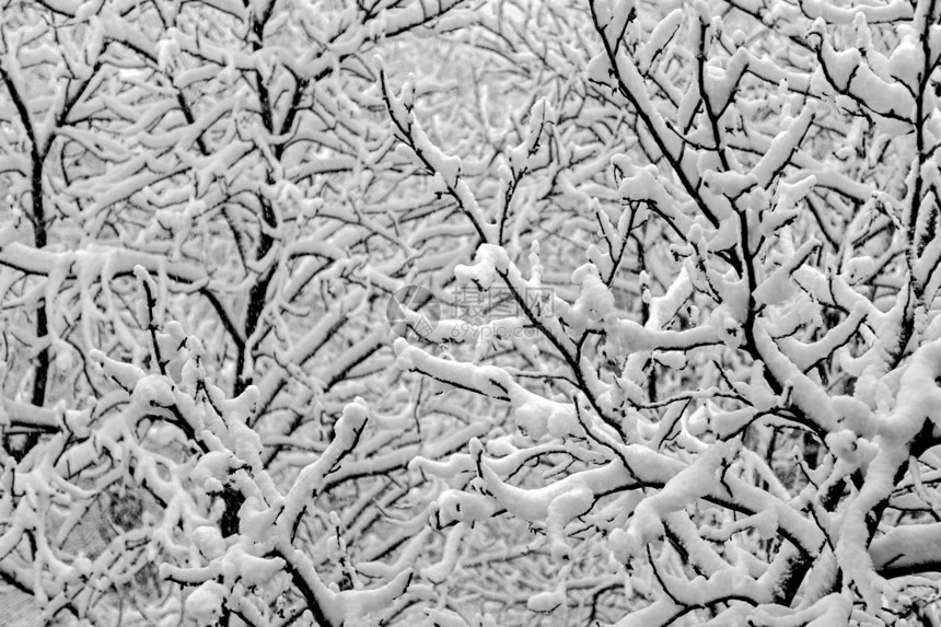 树枝上覆满厚雪图片