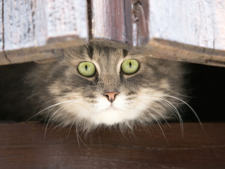 灰猫晶须晴天头发成人猫咪动物耳朵猫科眼睛橙子图片