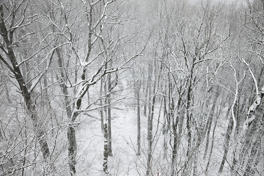 森林环境远足场景冻结树木冻伤风景木头情绪图片