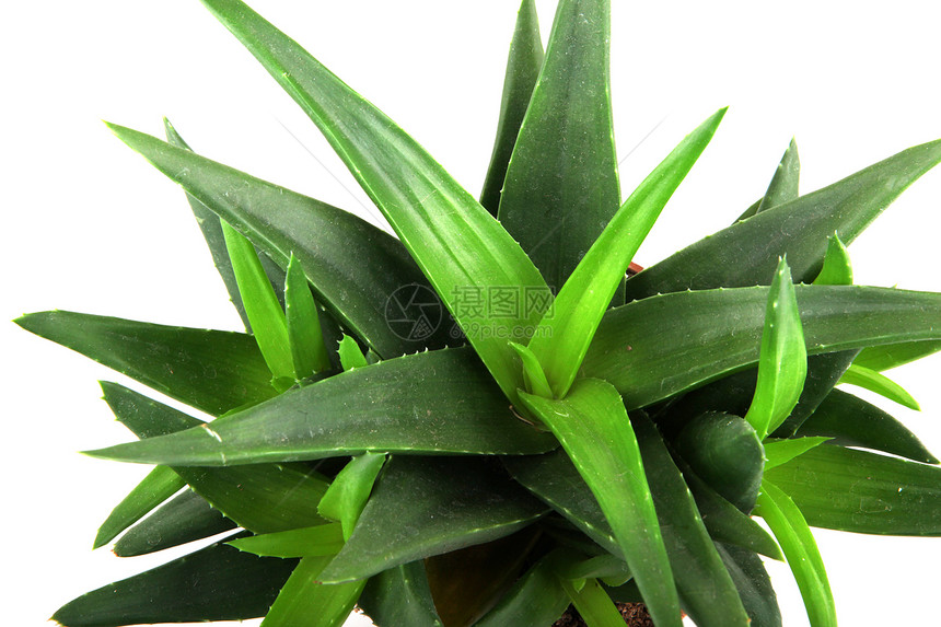 白上隔离的 aloe vera 植物愈合治愈草本植物果汁植物学生长沙漠叶子药品宏观图片