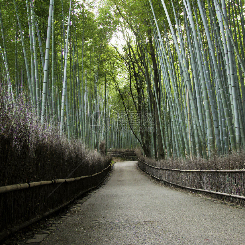 日本京都阿拉希山的竹木林寺庙生长木头旅游叶子文化佛教徒竹子树林环境图片
