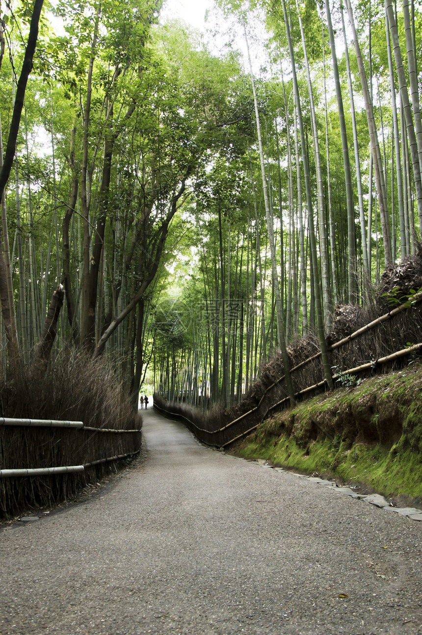 日本京都阿拉希山的竹木林寺庙世界木头花园竹子遗产树林叶子森林情调图片