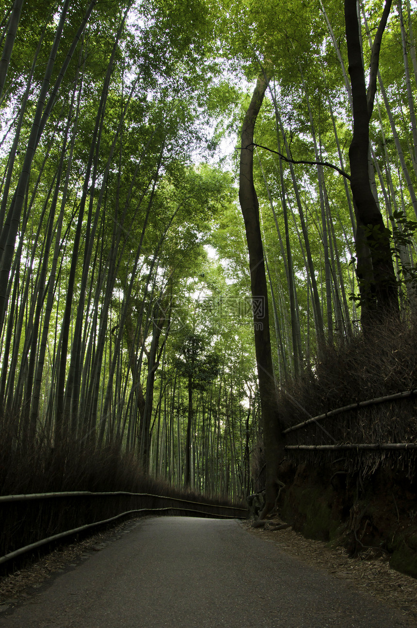 日本京都亚林山著名的竹木树林花园植被小路寺庙生长竹子佛教徒地标木头环境图片
